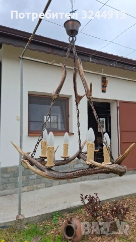 Красив полилей от еленски рога , снимка 2 - Полилеи - 54169100