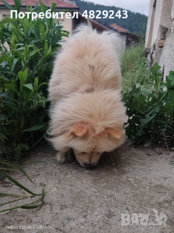 Чау Чау, снимка 3 - Чау Чау - 54810591