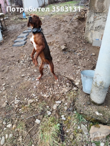         Български гончета.        Кученцата са родени на 6ти Март , снимка 10 - Гонче - 54081911