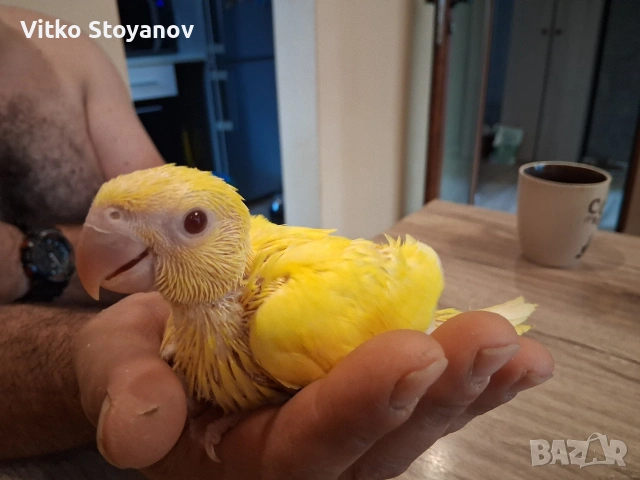 Малък Александър