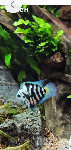 Продавам Син папагал (Polar Blue Parrot Cichlid )