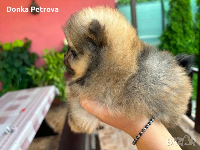Померанче момиче , снимка 4 - Померан - 55583185