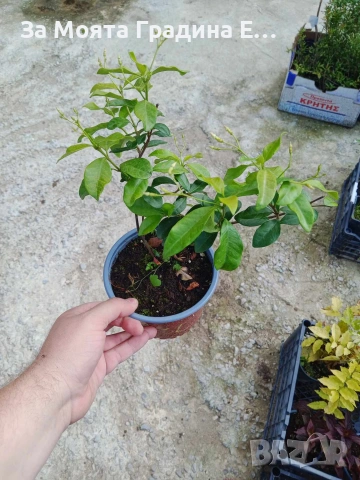 Жасмин 4 цвята, снимка 13 - Градински цветя и растения - 54019997