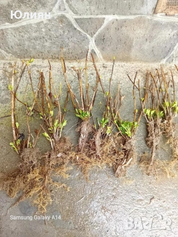 Хортензия , розова , снимка 5 - Разсади - 53745083