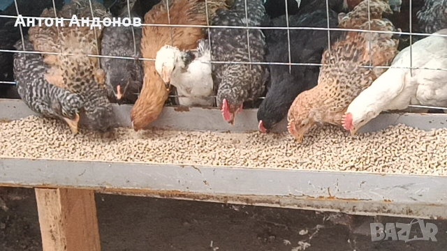 Еднодневни пиленца , снимка 3 - други­ - 55177666
