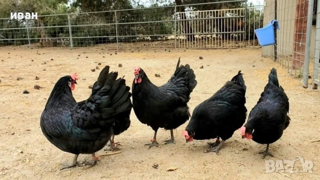 7 кокошки +2 петела синьо ,черно и бяло брезе на годи и полувина