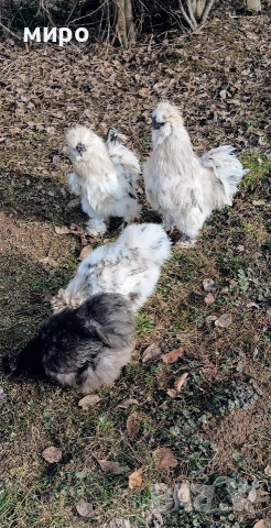 Петлета Копринки!, снимка 3 - Кокошки и пуйки - 54094743