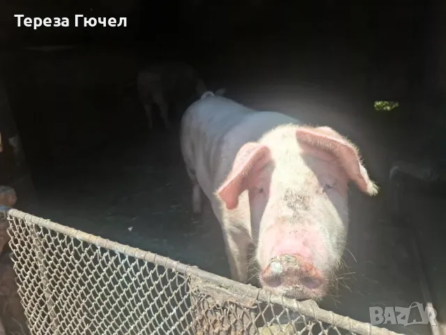 🐷 Продавам бели прасета (прасенца) 🐖 гр. Кнежа - 1 свободно, снимка 4 - Прасета - 51024233