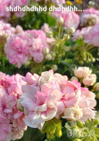 Сортови Мушката за колекционери 5 € за брой ( четири цвята ), снимка 5 - Градински цветя и растения - 54231825