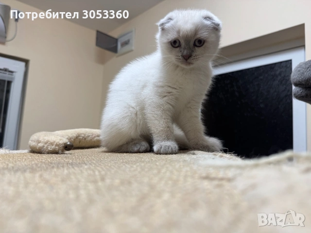Шотландски късокосмести котенца, снимка 2 - Британска късокосместа - 54502703