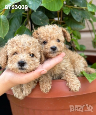 Пудел той , снимка 2 - Пудели - 54325435