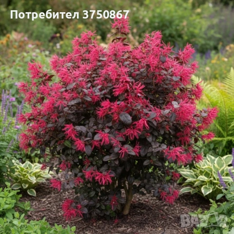 🌿💜🌸 Лоропеталум „Black Pearl“ (Loropetalum chinense)