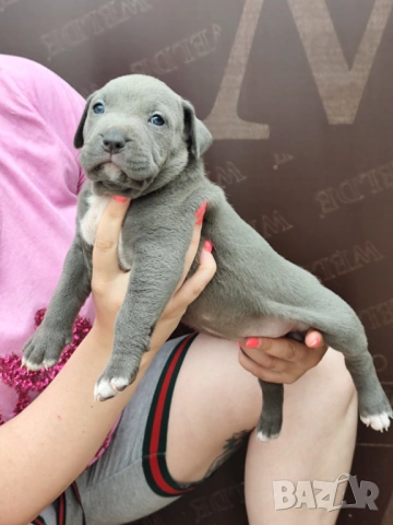 Американско Були Хл American bully Xl ABKC , снимка 11 - Други - 54806076