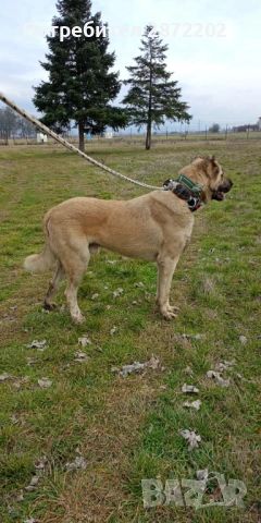 Кангал за разплод, снимка 2 - Кангал - 54213258