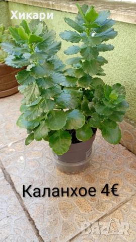 Каланхое без цвят