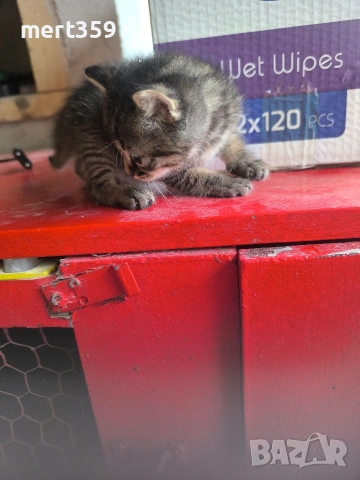 котенца 40 дена 3 бр женски , снимка 4 - Други - 54912714
