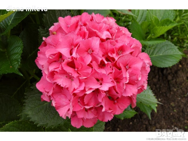 Хортензия Сибила, Hydrangea macrophylla Sibilla за сянка!!