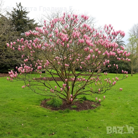 Магнолия 19 вида , снимка 17 - Градински цветя и растения - 54020432