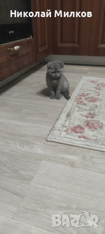 Британски котета
