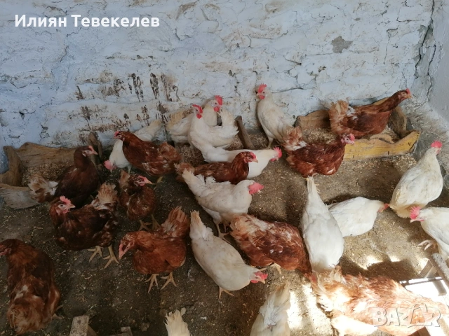 Носачки на 6 месеца