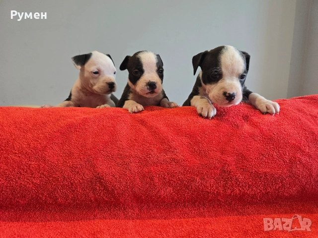 Американски стафордшир териер , снимка 18 - Американски стафордширски териер - 53970216