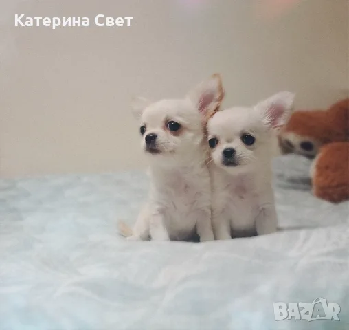 Женско дългокосместо мини чихуахуа, снимка 7 - Чихуахуа - 55481949