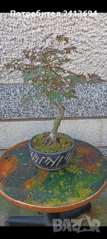бонсай японски клен bonsai Acer palmatum , снимка 7 - Градински цветя и растения - 54180116