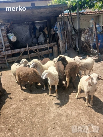 Продавам овце и кози, снимка 3 - Овце - 54865872