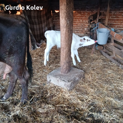 Телета , снимка 3 - Крави - 54296409