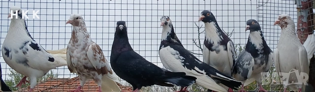 Пазарджишки гълъби , снимка 13 - Гълъби - 54061614