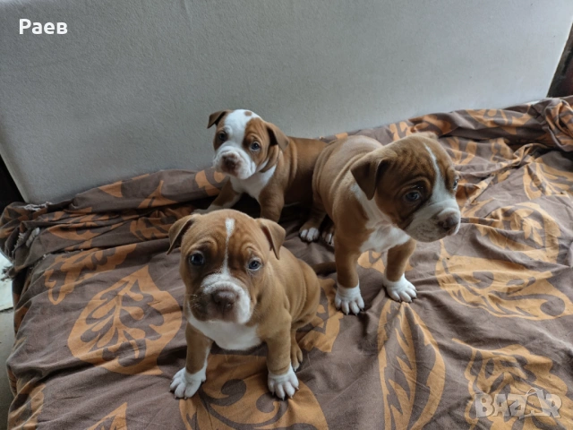 Американски питбул териер ,,Ред ноус''(American pitbull terrier Red nose), снимка 5 - Питбул - 54653295