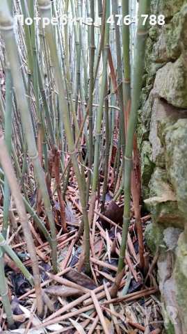 Студоустойчиви бамбуци Fargesia, Phyllostachys, Semiarundinaria, снимка 11 - Градински цветя и растения - 54077874