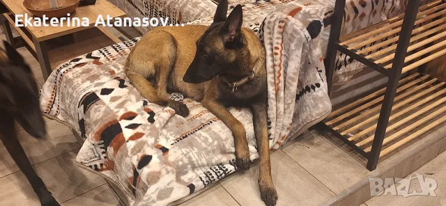 Белгийска овчарка малиноа, снимка 9 - Белгийска овчарка - 55655285