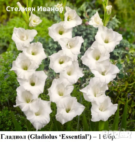 Гладиол (Gladiolus ‘Essential’) - грудки