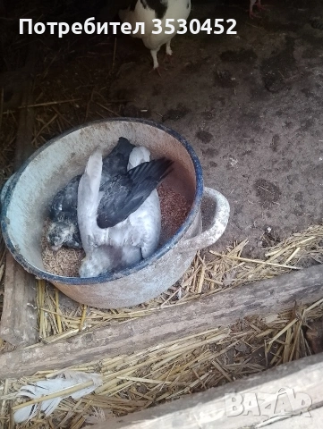 Продавам чифт колхидски фазани и гълъби