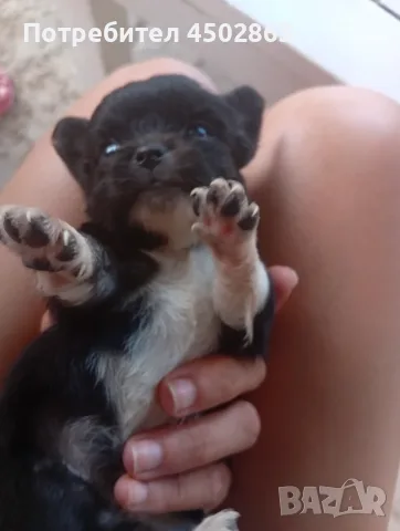 Чихуахуа. Chihuahua , снимка 6 - Чихуахуа - 55423010