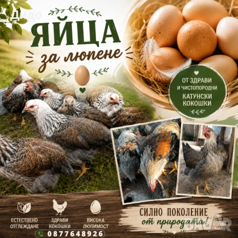 Разплодни яйца от катунски кокошки