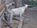 Продавам женско яре за тамазлък на 4 месеца , снимка 5