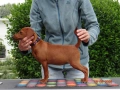 Миниатюрен Пинчер / zwergpinscher, снимка 4