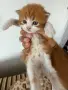 Домашни Котенца с Хигиенни Навици и Доставка до Вашия Град, снимка 6