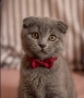 Шотландско коте (Scottish Fold), снимка 1