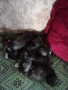 Продавам котенца полуперсийчета Варна , снимка 2