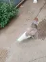 Продавам пощенски гълъби , снимка 7