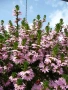 Скаевола - лилава, бяла и розова!!, снимка 6