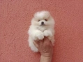 Женски Померан.Реални снимки от 08.05.2026 , снимка 5
