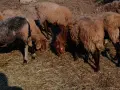 свободно цялото стадо , снимка 15