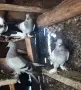 Гълъби  мардини , снимка 3