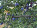 Продавам пресни домашни сливи  , снимка 3