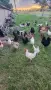 Продавам Ярки и Петли, снимка 1