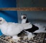 Продавам гълъби, снимка 3